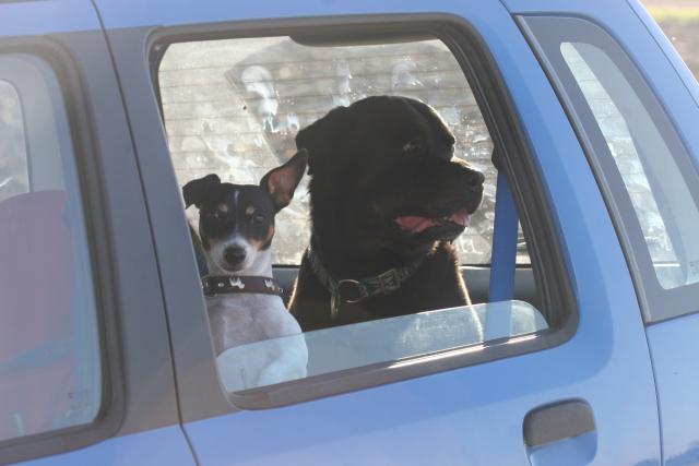 Hund im Auto