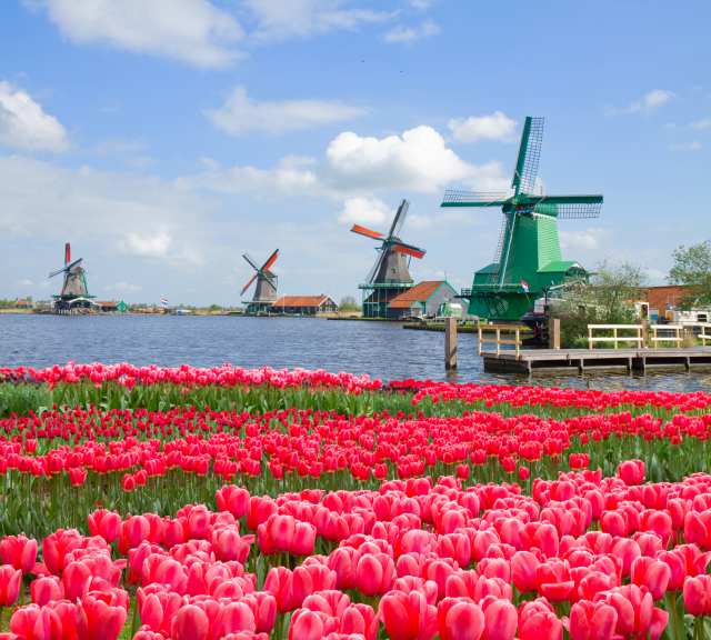 Keukenhof Garten Windmühlen