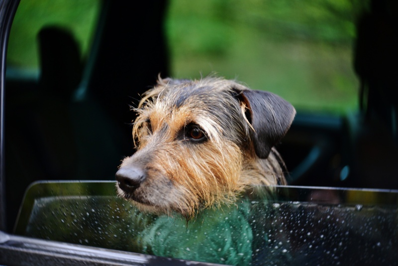 Hund schaut aus dem Autofenster