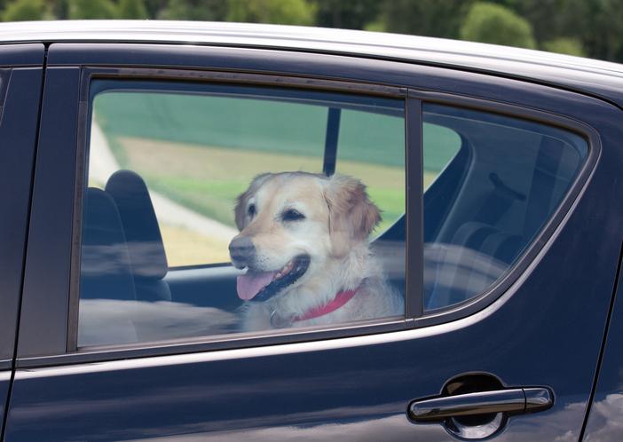 Hohe Temperaturen im Auto: Darauf muss man achten 