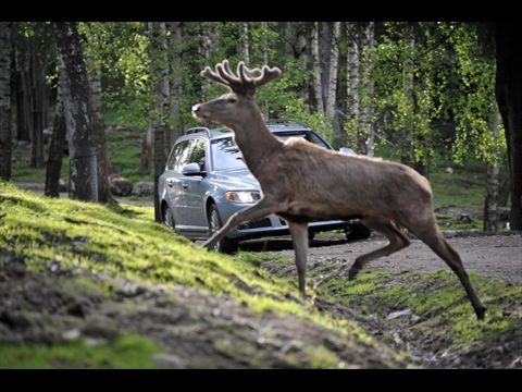 Tiererkennung bei Volvo