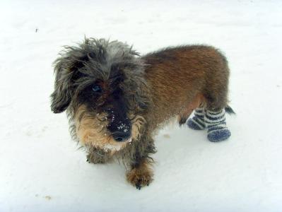 Hund im Winter